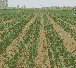 河北省小麦玉米种植面积