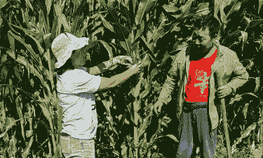 陕北玉米种植大户是谁的