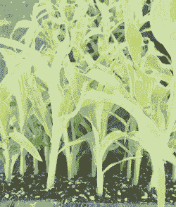 哪种玉米种植苗最好吃