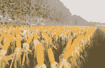 适合在安徽种植的玉米种