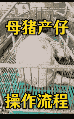 母猪生产后的养殖方法