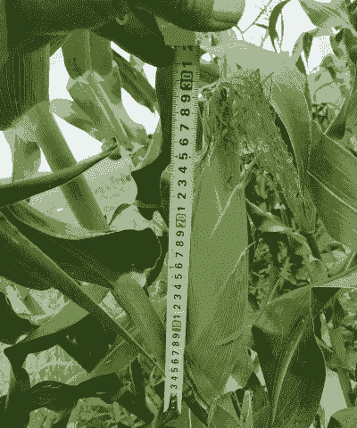 双色玉米种植条件是什么