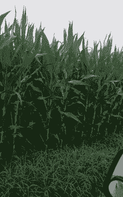 临泉县夏季玉米种植地