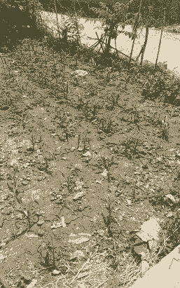 玉米种植后几天没发芽了