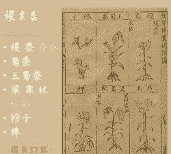 玉米种植古代叫什么名字