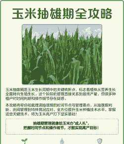 玉米种植几天能抽雄穗