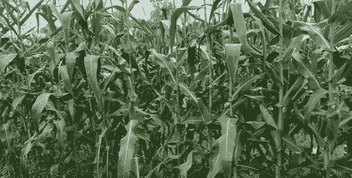 甜玉米种植五十亩有多少