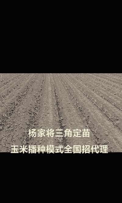 三角定苗玉米种植模式
