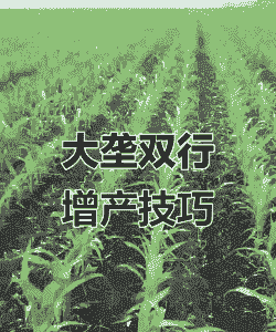 大垄双行玉米种植高产吗