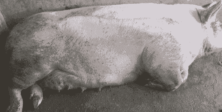 母猪产后腿无力站立不稳