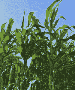 云南花花玉米种植基地有哪些