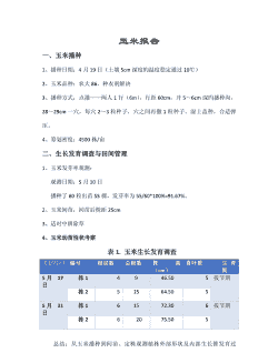 玉米种植工作报告怎么写