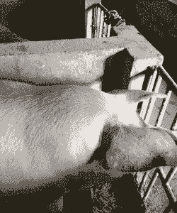 母猪产后身上发紫色