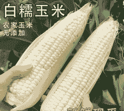 广西糯玉米种植多少钱