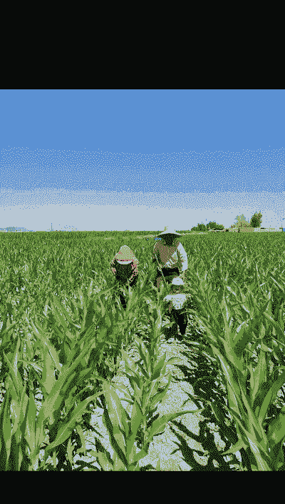 玉米种植在什么土壤里好