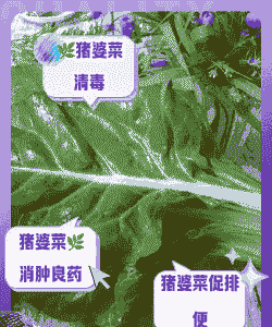 母猪产后吃什么草最好