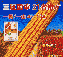 种植玉米种子哪里最好卖