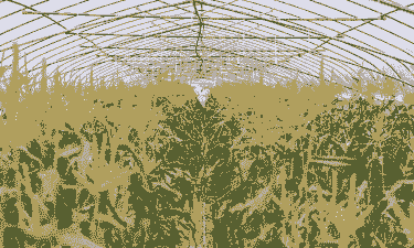 上海哪里有玉米种植园