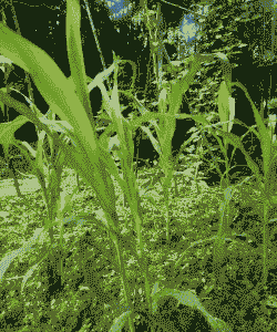 四川最早玉米种植时期