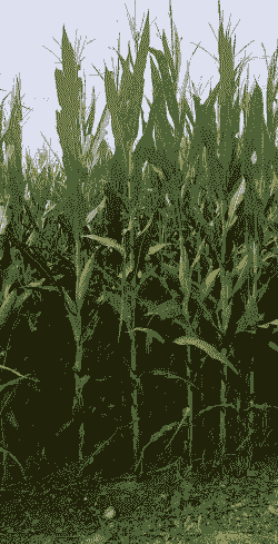 玉米种植后几个月成熟