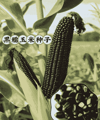 黑糯玉米种子种植时间