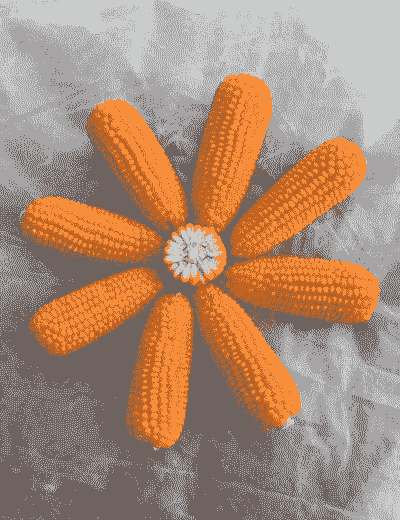 海南种植什么玉米种子好