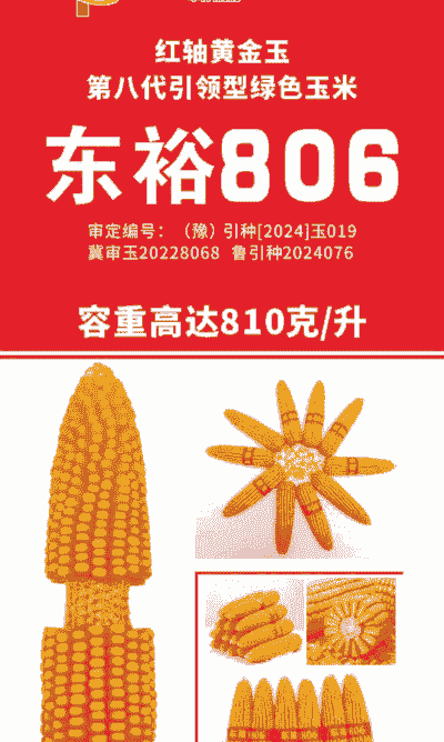 河南适合种植啥玉米种子