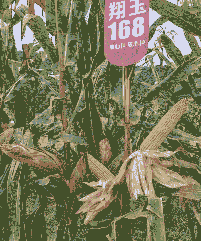 鲁西南种植最好的玉米种