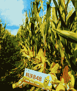 新疆玉米种植投入多少钱