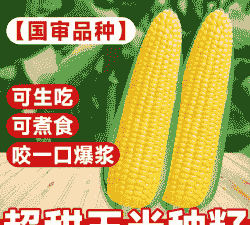 适宜广东种植的玉米种子