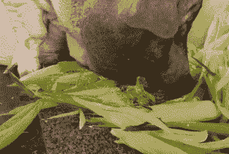 母猪产后吃玉米粒