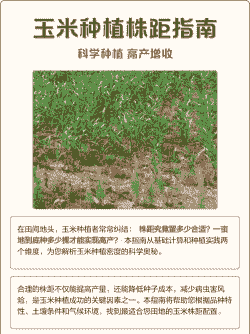 玉米种植多少亩地最合适