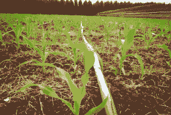 玉米种植后施什么水肥好