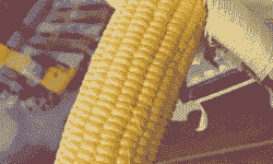 开封玉米种植大户排名榜