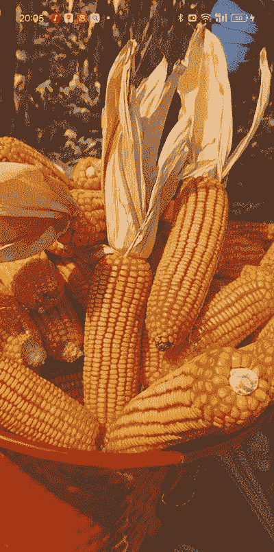 适合高海拔种植的玉米种