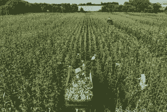 海南省的玉米种植基地