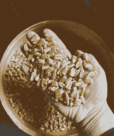 山西玉米种植用水量多少