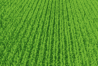 内蒙古省玉米种植面积