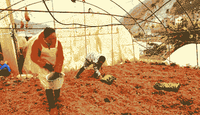 昭通大关县玉米种植面积