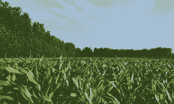 亳州优质玉米种植基地在哪里