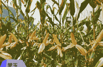 玉米种植西南地区有哪些