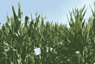 乐山地区种植的玉米种