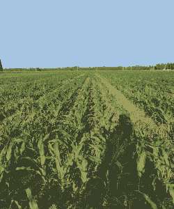 长治玉米种植主要在哪里