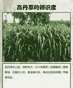 高丹草与玉米种植区别