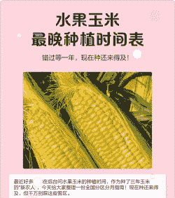 水果玉米种植几月份种