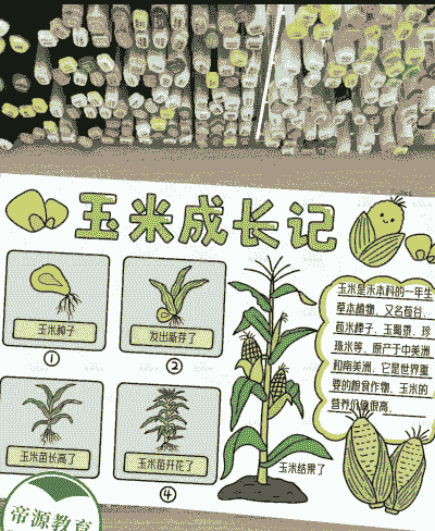 玉米种植记录手抄报内容