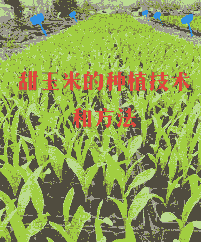 武汉甜玉米种植情况如何