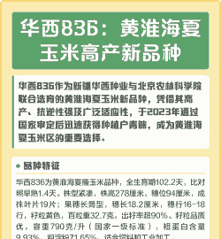 黄淮海夏玉米种植时间