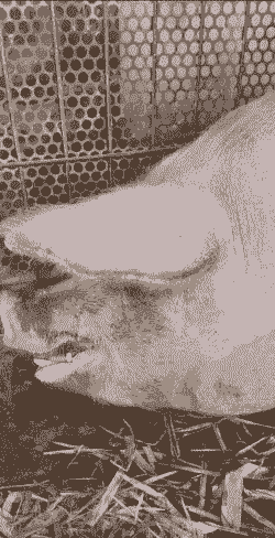 母猪产后发烧还喘