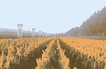 徐州玉米种植大户是谁的